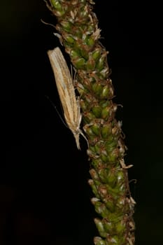 Grey moth sitting on the green grass with black background