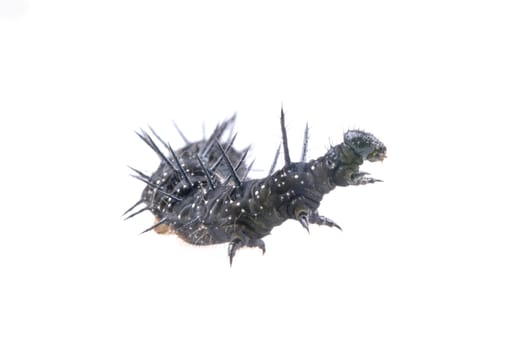 Black caterpillar with white spots isolated on a white background