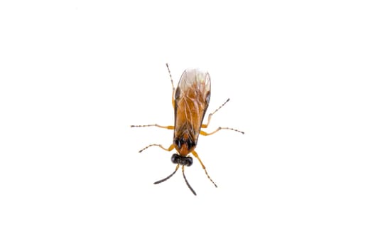 Brown insect isolated on the white background