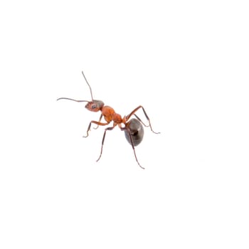 Brown ant isolated on a white background