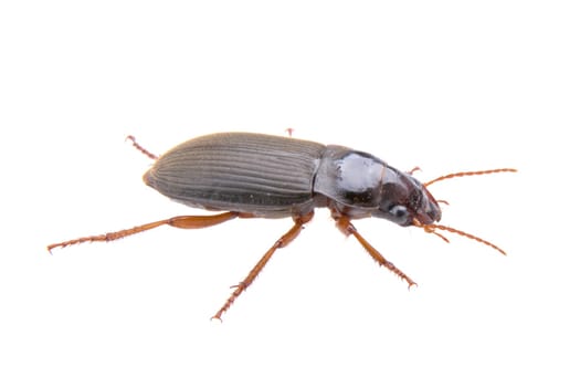 Brown bug isolated on a white background