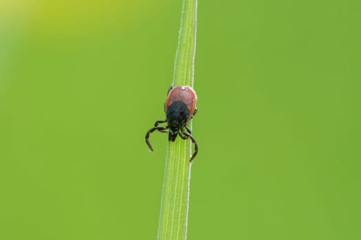 Tick ​​sitting on a leaf of grass with green background