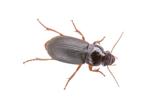 Brown bug isolated on a white background