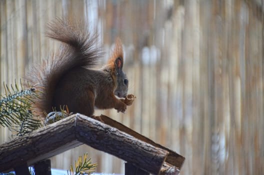 squirrel