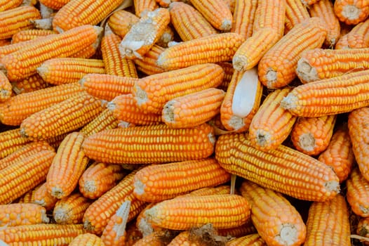 pile of ripe corn. Corn harvest background
