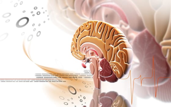 Digital illustration of brain in colour background