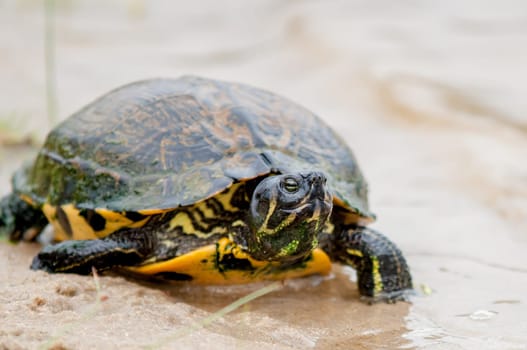 turtle on the beach relaxing