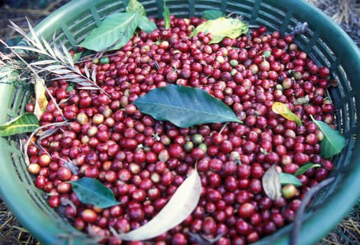 a coffee plantation neat the city of Antigua in Guatemala in central America.