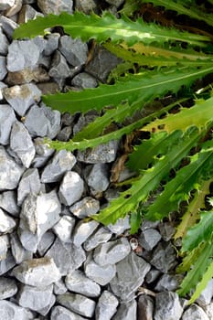 Gravel bed with ornamental thistle
