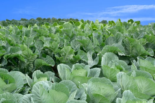 Cabbage heads on the field