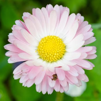 Flower of a daisy, close up