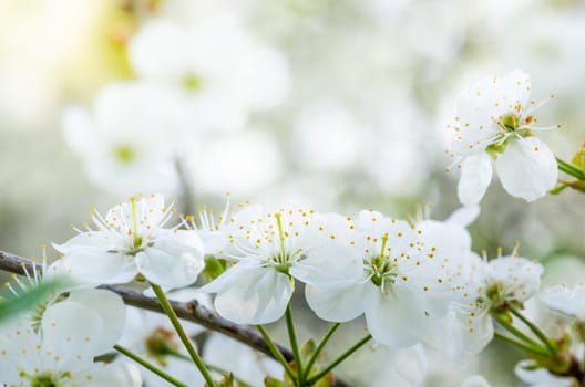Blossoming branch of a cherry, close up. Note