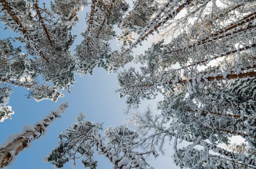 The tops of trees covered with hoarfrost against the blue sky