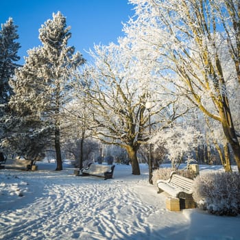 A beautiful city park with trees covered with hoarfrost