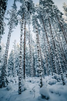 Winter snow covered trees. Viitna, Estonia.