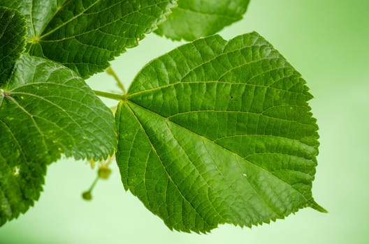 Linden leaves, close-up