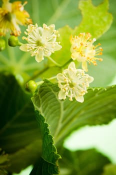 Flowers of lime, close-up