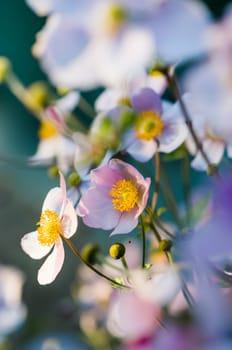 Japanese Anemone flowers in the garden, close up.  Note