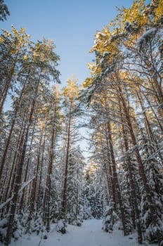 Winter snow covered trees. Viitna, Estonia.