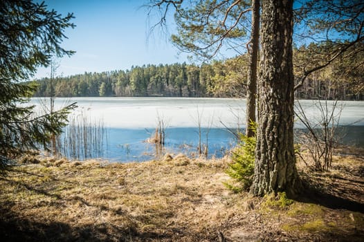 Spring landscape at wood lake