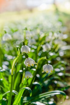 White Spring snowdrops, close-up