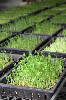Organic green pea sprout
