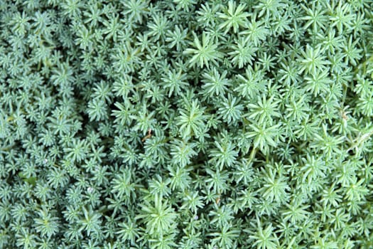 Close up of succulent(sedum) plant background