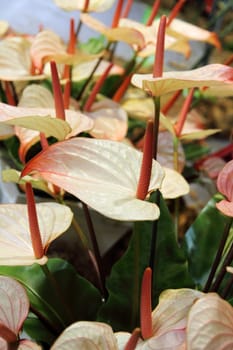 Beautiful flamingo Lily (Spadix) in the garden