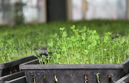 Organic green pea sprout
