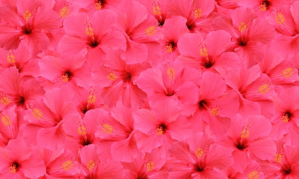 Tropical hibiscus flowers pattern