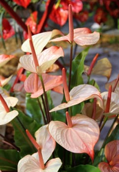 Beautiful flamingo Lily (Spadix) in the garden