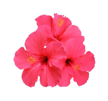 Hibiscus flowers isolated on white background