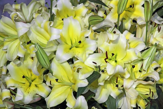 Yellow lily flowers background