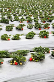 Organic strawberry farm