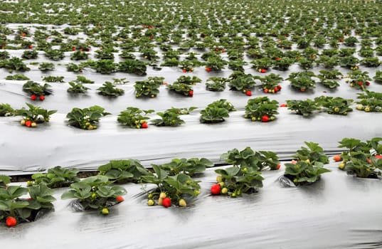 Organic strawberry farm