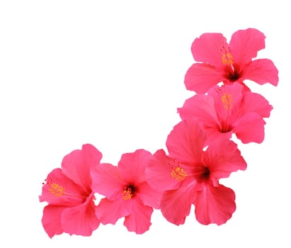 Hibiscus flower border isolated on white background