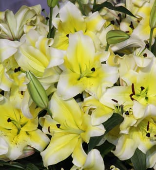 Yellow lily flowers background