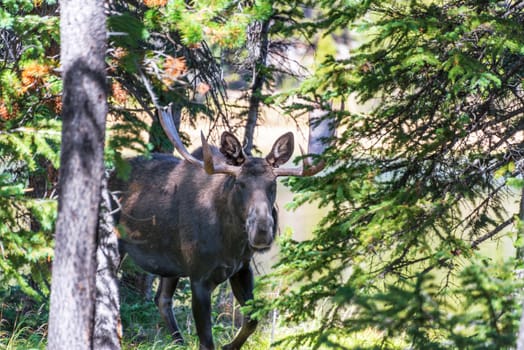 Bull moose passing through trees in Wyoming, USA