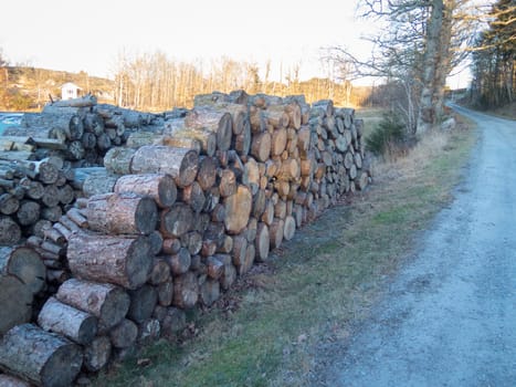 some stock from the tree that will be firewood to heat the house