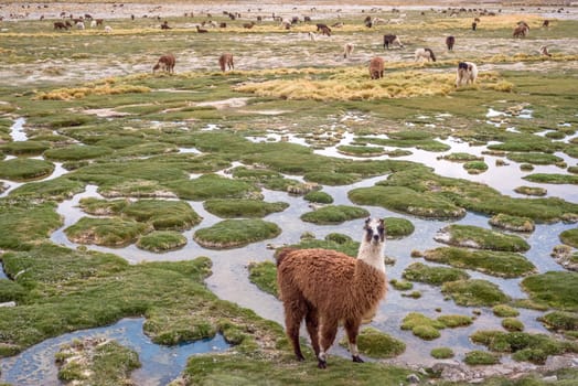 Llamas and alpacas graze in the mountains near Paso de Jama, Argentina-Chile