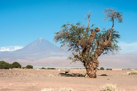 Old tree front of Volcano Licancabur, Atacama desert of Chile