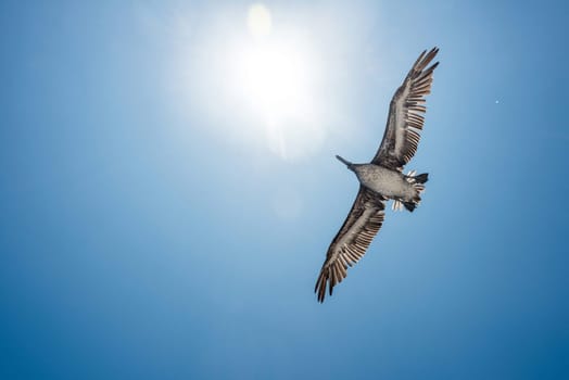 Pelican in flight against blue sky