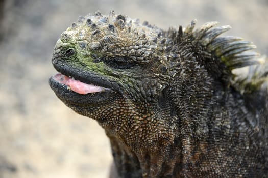 Galapagos Marine Iguana. Amblyrhynchus cristatus - is an iguana located only on the Galapagos. Isabela Island, Galapagos Islands, Ecuador