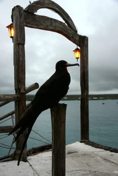 Frigate bird spends the tranquil moody night on the small dock, Ecuador, Galapagos, Santa Cruz, Puerto Ayora