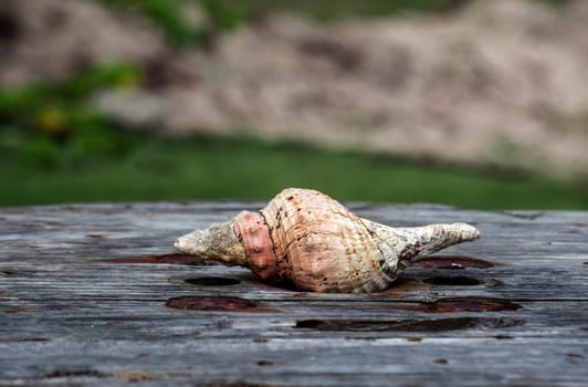 Ocean shell on the old board, corroded by sea salt