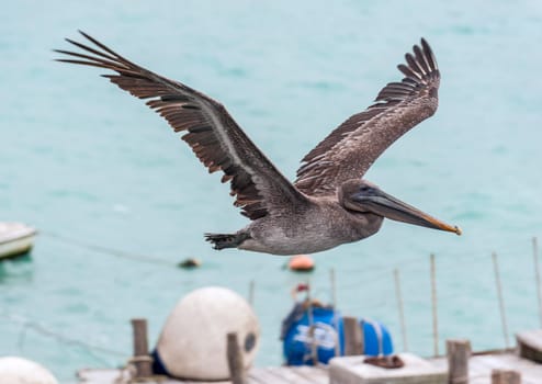 Pelican in flight against blue sky, Galapagos Islands, Ecuador