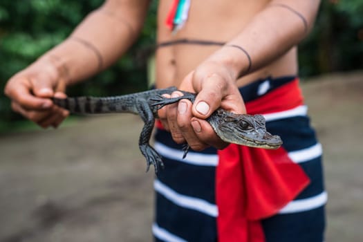Indian man Los Tsachila tribe and his pet - cayman, Ecuador