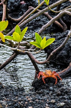 Sally Lightfoot Crab ore Red cliff crab from Galapagos Islands, Ecuador