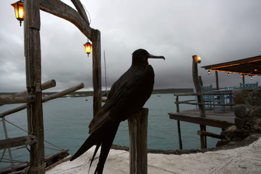 Frigate bird spends the tranquil moody night on the small dock, Ecuador, Galapagos, Santa Cruz, Puerto Ayora