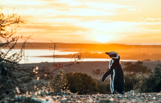 Magellanic Penguins, very early golden morning at Natural protected area Punta Tombo, Chubut, Patagonia, Argentina